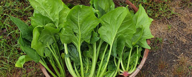 吃菠菜鸡蛋的好处有哪些(菠菜鸡蛋有什么营养)