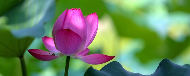 爱莲说的翻译及原文(爱莲说的译文和原文)