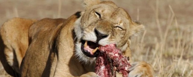 肉食动物形容人是啥意思(形容人肉食动物的词语)