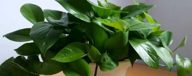 客厅养哪些绿植最旺家(家里客厅养哪些绿植风水好)