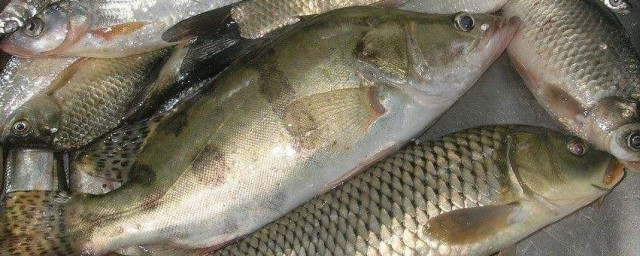 丁桂鱼养殖周期(丁桂鱼的饲养技术)