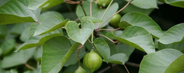 桐油是什么(桐油是什么油可以吃吗)