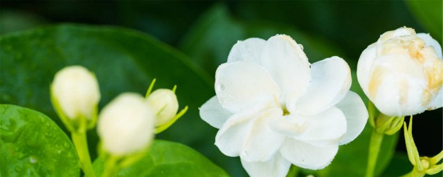 茉莉花开放时间(茉莉花开放时间和样子)