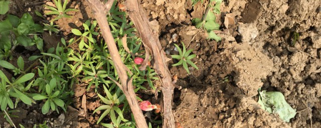 葡萄树发芽时间(葡萄树几月发芽?)