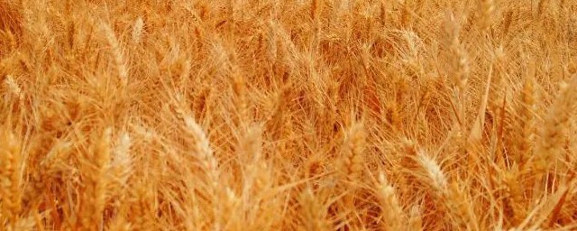 读农业学校以后可以从事什么工作(上农业学校以后干什么)