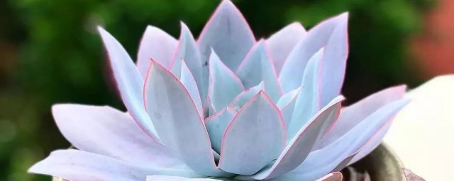 十大公认最美多肉(最漂亮的多肉排名)