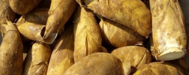 动点小心思天天吃新鲜冬笋(找冬笋小技巧)