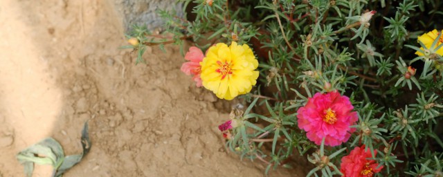 关于太阳花简介(太阳花 百科)