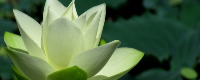 冰清玉洁的理解(冰清玉洁的意思?)