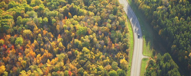森林的作用有哪些(森林的作用有哪些好处)