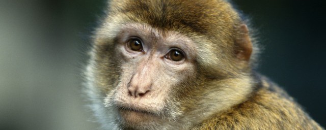 猴遇猴准封侯的意思是什么(猴遇猴准封侯好不好)