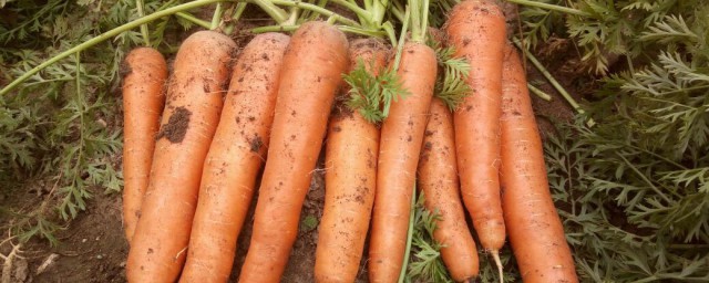 胡萝卜地窖储存方法(胡萝卜窖藏方法)