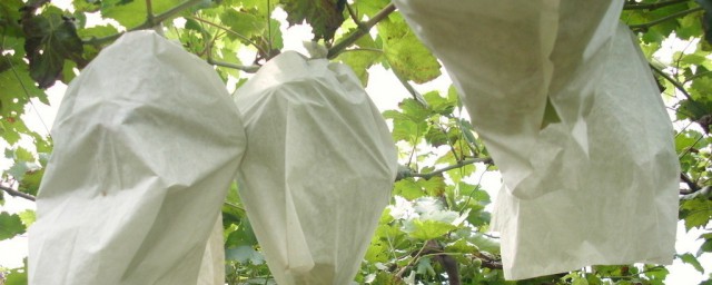 给葡萄套袋的方法(给葡萄套袋需要注意什么)