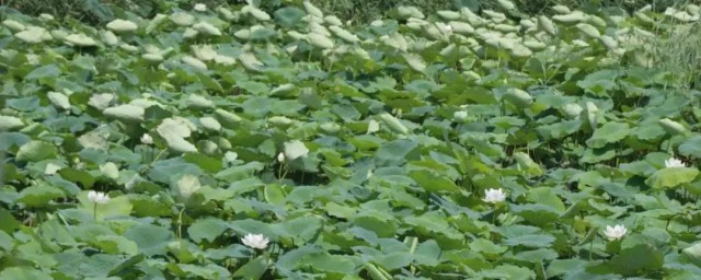 莲藕在池塘里如何种植(荷塘莲藕怎么种植)