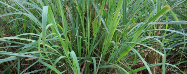 驱蚊最好的植物有哪些(驱蚊比较好的植物)