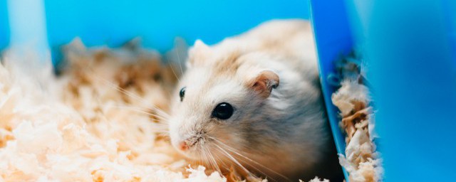 仓鼠2只一起养的方法是什么(仓鼠必须两只一起养吗)