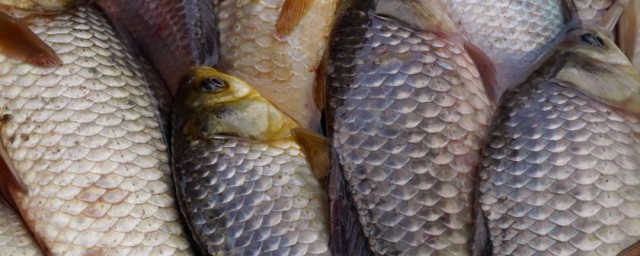 鱼鳞的作用是什么(鱼鳞的作用是干什么的)