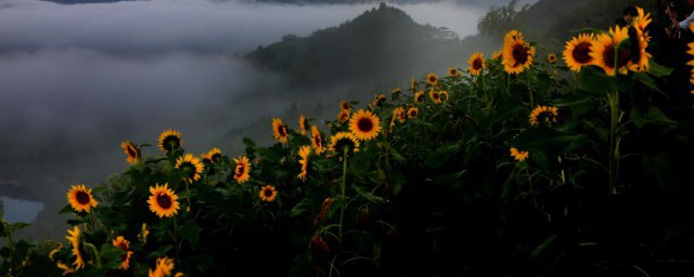 向日葵种植的时间(向日葵季节种植)