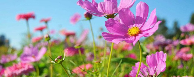 沪上两朵花到底指的是谁