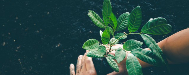枣树发芽时间(枣树发芽的时间)