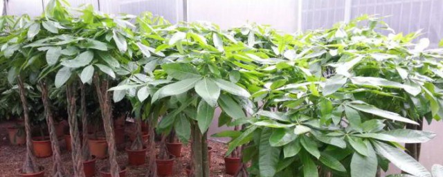 招财树有多少种(招财树的种类)