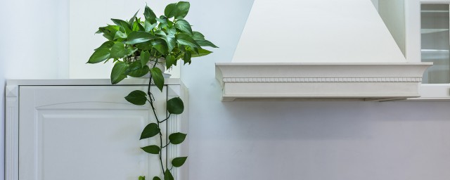 十大净化空气植物是哪些(净化空气的植物有哪几种)