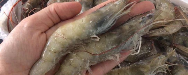 挑选新鲜的虾的方法(怎么挑选新鲜的海虾)