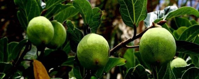 爱玉冻是怎么做的(爱玉冻怎么做好吃)