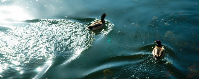 水太深解释(水很深怎么说)