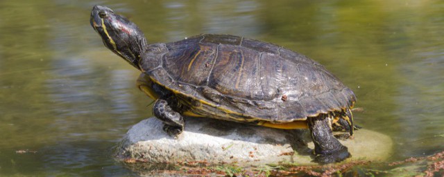 适合新手养的龟有什么(新手最好养的龟)