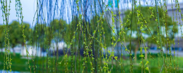 柳树有哪些种类(柳树有哪几种)