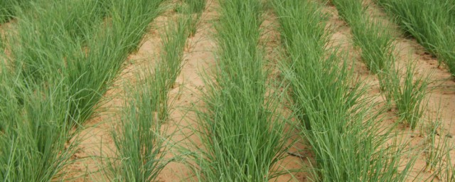 沙葱如何腌制成咸菜(沙葱菜怎么腌)