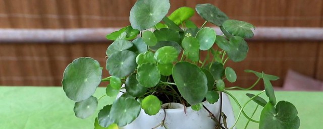 铜钱草如何养(水培铜钱草如何养)
