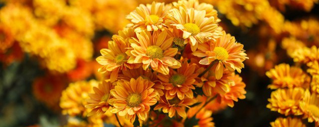 菊花插扦方法(菊花嫩枝扦插方法)