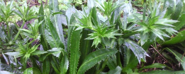 毛香草作用与功效有什么(毛香草的药用价值)