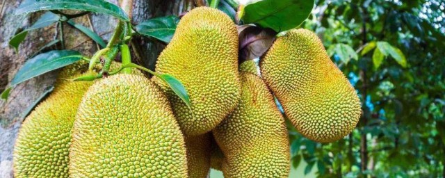 打开的菠萝蜜催熟方法(生菠萝蜜打开后怎么催熟)