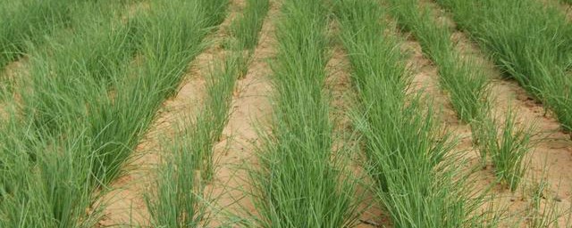 沙葱的功效与作用介绍(沙葱的营养价值与功效)