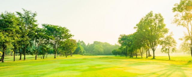 世界之最的植物介绍(世界十大植物之最)