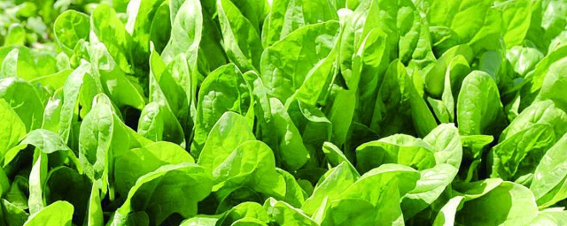 菠菜传入中国的时间(菠菜是什么时候传入中国)