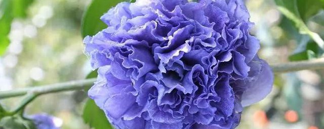 怎么种植蓝莓冰沙(自制蓝莓冰沙)