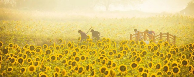 葵葵葵葵如何解释(葵花的葵的意思)