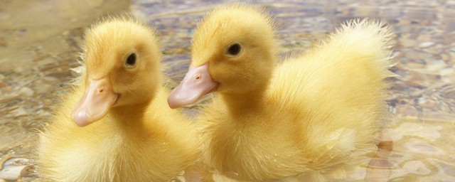 鸭子简笔画教程(鸭子简笔画简单画法)