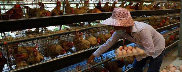 养蛋鸡的十大技巧是什么(如何养蛋鸡才能养好)