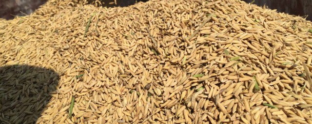 怎样储存稻谷可以保鲜(稻谷储存方法可以永久储存)