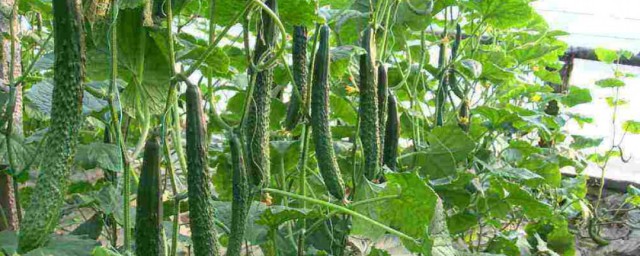 什么时候种黄瓜(黑龙江什么时候种黄瓜)