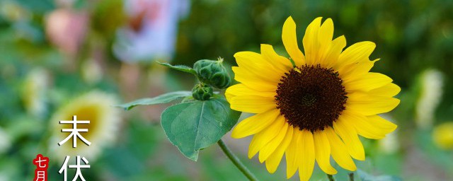向日葵开花时间(光辉岁月向日葵开花时间)