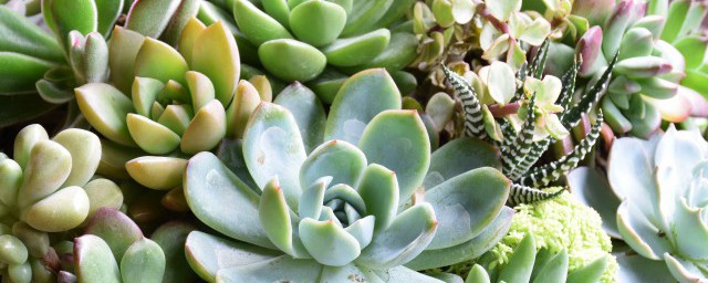 一言不合就爆盆