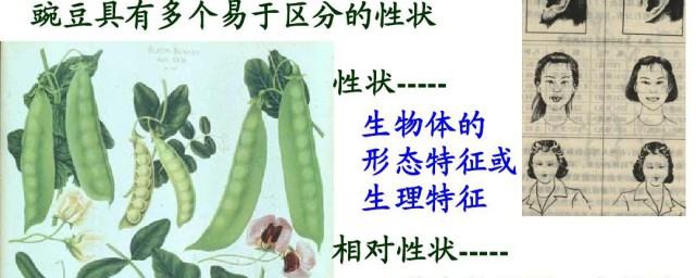 相对性状介绍(相对性状是什么)