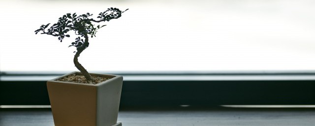 如何让老庄快速发芽