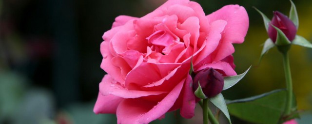 盘点大花浓香型月季品种有什么(大花浓香型月季推荐)